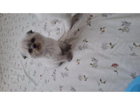 Scottish fold erkek yavru