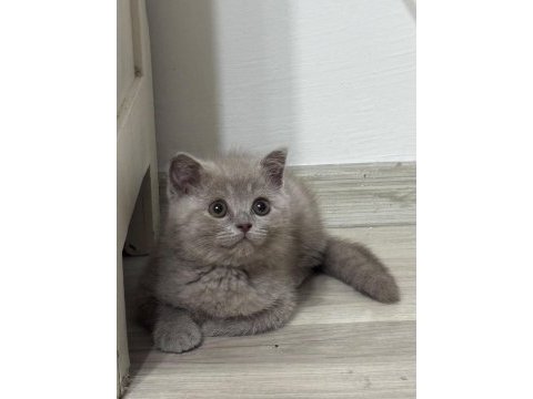 Lilac dişi british bebeğimiz