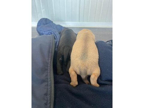 Pug yavrular 7 tane