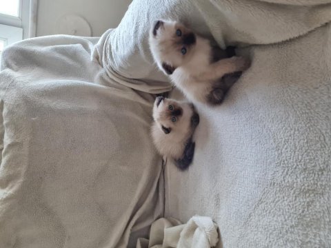Scottish fold / siyam