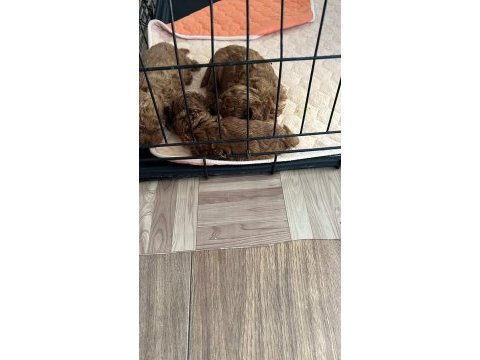 Dark red 1 numara toy poodle ve tee cup toy poodle yavru