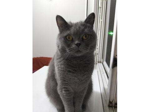 Ücretsiz sahiplendirme 3 yaşında kedimiz