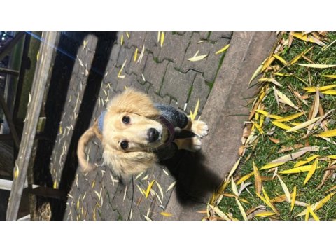 Golden retriever 4 aylık yavru