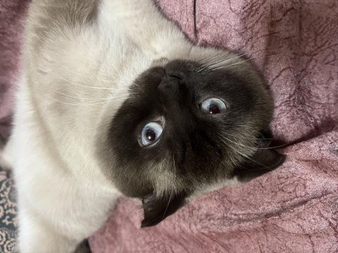 Yakışıklı scottish fold