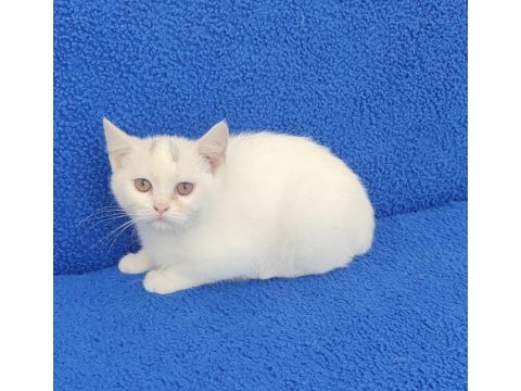 Bu güzelligi kaçıtmayın buyrun bu ponçik sizin olsun