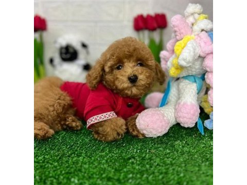 Toy poodle yavrularımız