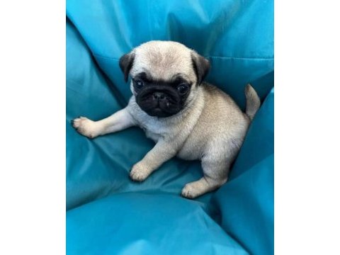 Pug mops yavrularımız