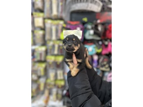 2 aylık 3 tane dişi pinscher