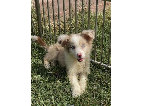 Mavi gözlü border collie erkek
