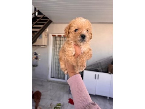 Maltipoo köpeği yavrularımız