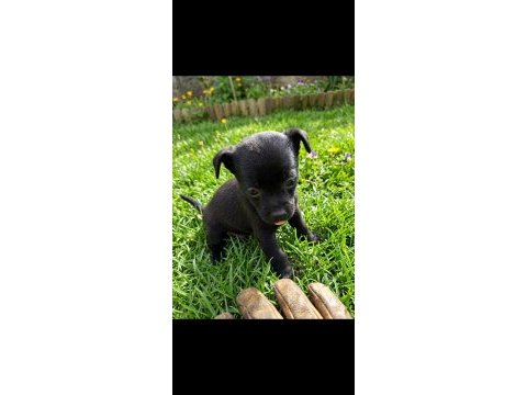 Chihuahua şivava bebekler
