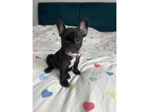 French bulldog bebekler