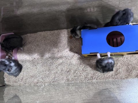 Rus cüce hamster (panda gonzales)