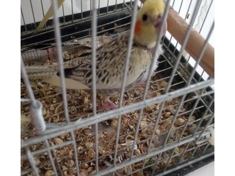 Sultan papağanı yavruları sağlıklı