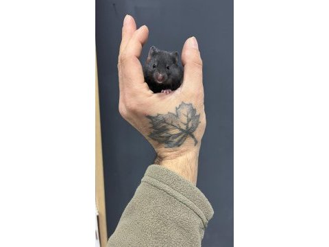 Her renkte gonzales hamster