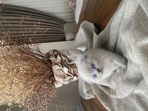 Yavru scottish fold kedimiz