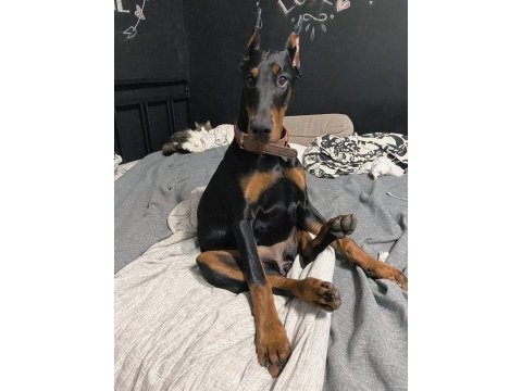 A kalite estetikli doberman