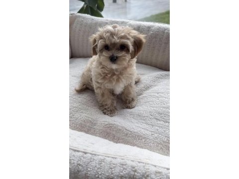 Maltipoo safkan