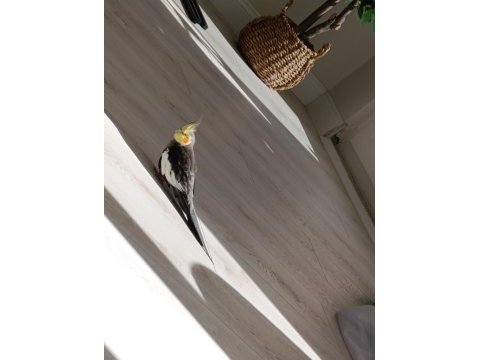 3,4 aylık bebek sultan papağanı