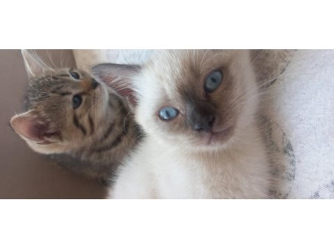 2 aylık british shorthair bebeklerimiz