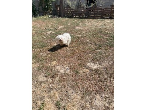 2 adet maltese terrier 1,5 yaşında