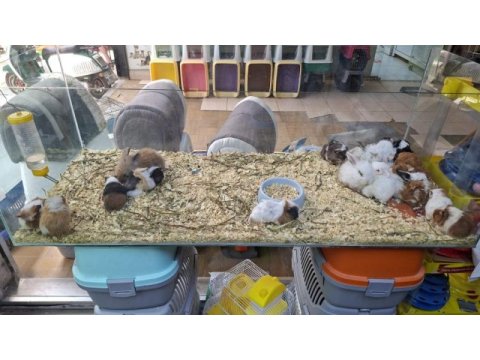 Ginepig yavrular yeni sahibini bekliyor