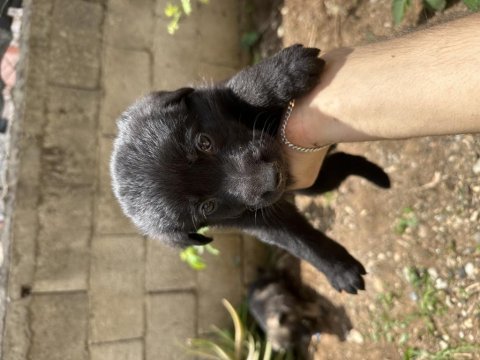 Saf kan alman kurdu solid black ve klasik