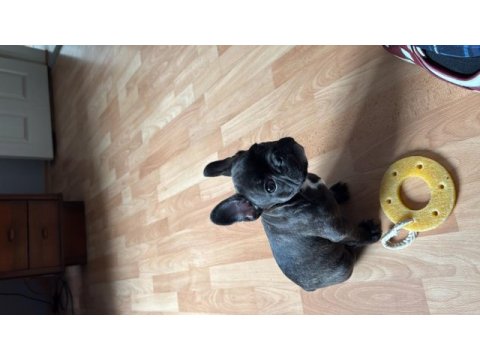 3 aylık yavru french bulldog
