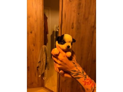 Şivava köpekler ailesini arıyor
