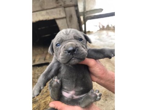 Cone corso blue dişi 3 aylık