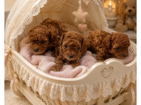 Toy poodle yavrular