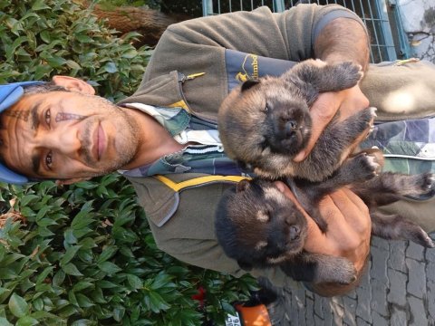 Shiba inu yavrularımız