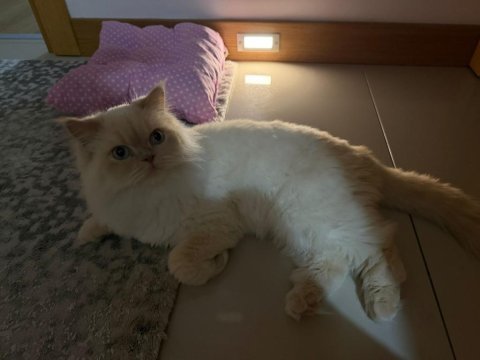 1,5 yaşında british longhair