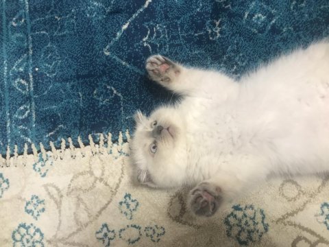 5 aylık oyuncu scottish fold