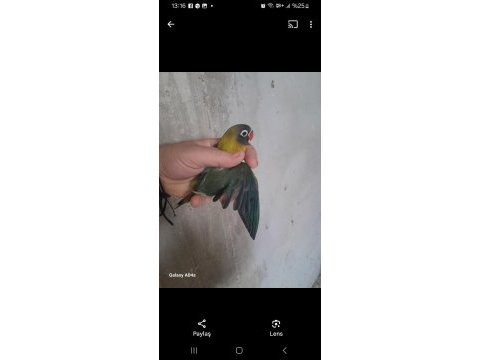Yavru cennet papağanları