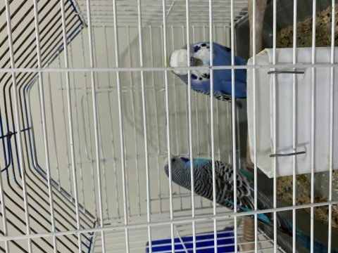 Hazır eş çift erkek jumbo dişi çek muhabbet kuşu