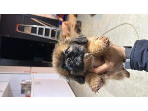 45 günlük erkek dişi pekinez yavruları