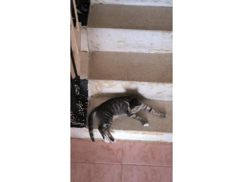 Sağlık probleminden dolayı kedimiz