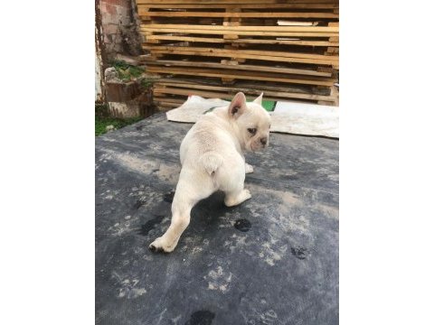 Platinyum french bulldog