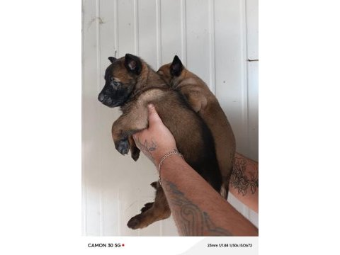 Belçika malinois yavrularımız ırk garantilidir