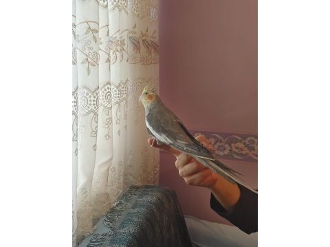 Konuşan sultan papağanlar podyumda