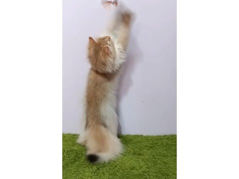 British longhair black golden sevimli cana yakın uysal