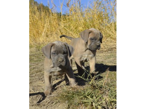 Dev cane corso yavruları