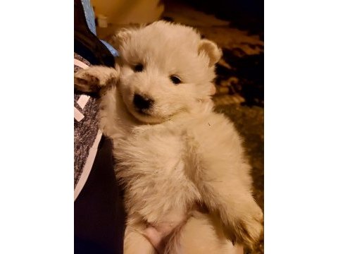 Safkan a kalite samoyed yavrularım
