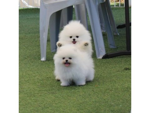 Pomeranian boo yavruları