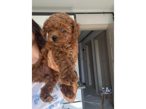 Red brown poodle yavrumuz