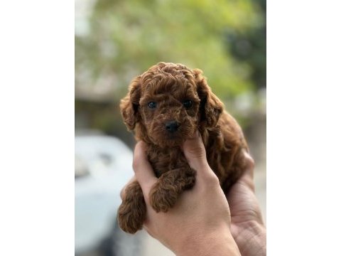 Tatlı toy poodle bebeklerim