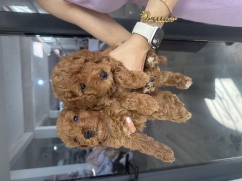 Toy poodle dişi yavrular