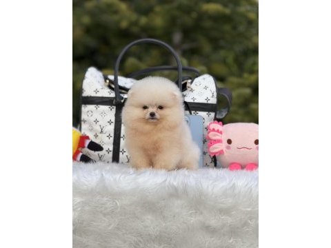 Baby face pomeranian yavrular