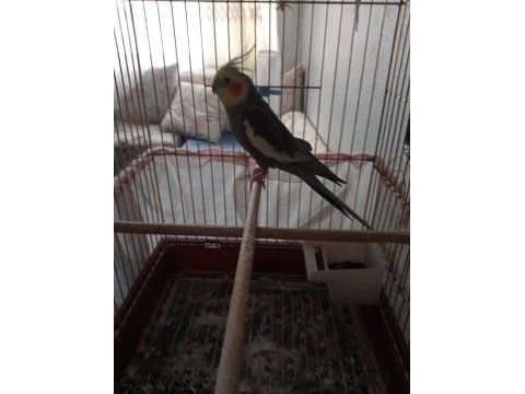 Sultan papağanı erkek konuşuyor + kümes